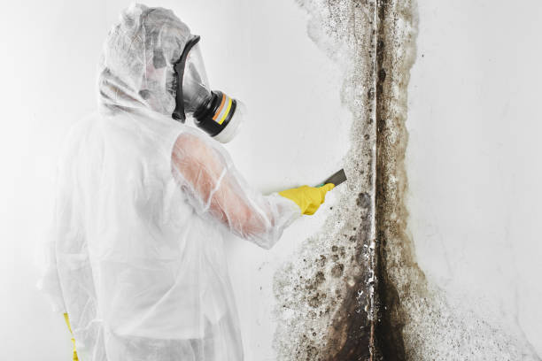 Best Commercial Mold Removal  in Bloomingdale, GA